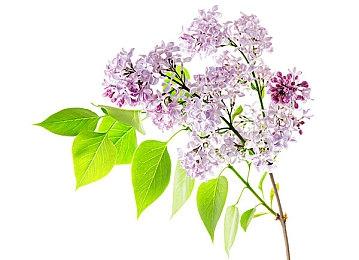 Fami通新一周销量榜 《宝可梦传说：阿尔宙斯》再次登顶